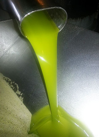 Aceite de oliva virgen extra de primera molienta, molturación en frío de aceitunas verdes y sanas de octubre.