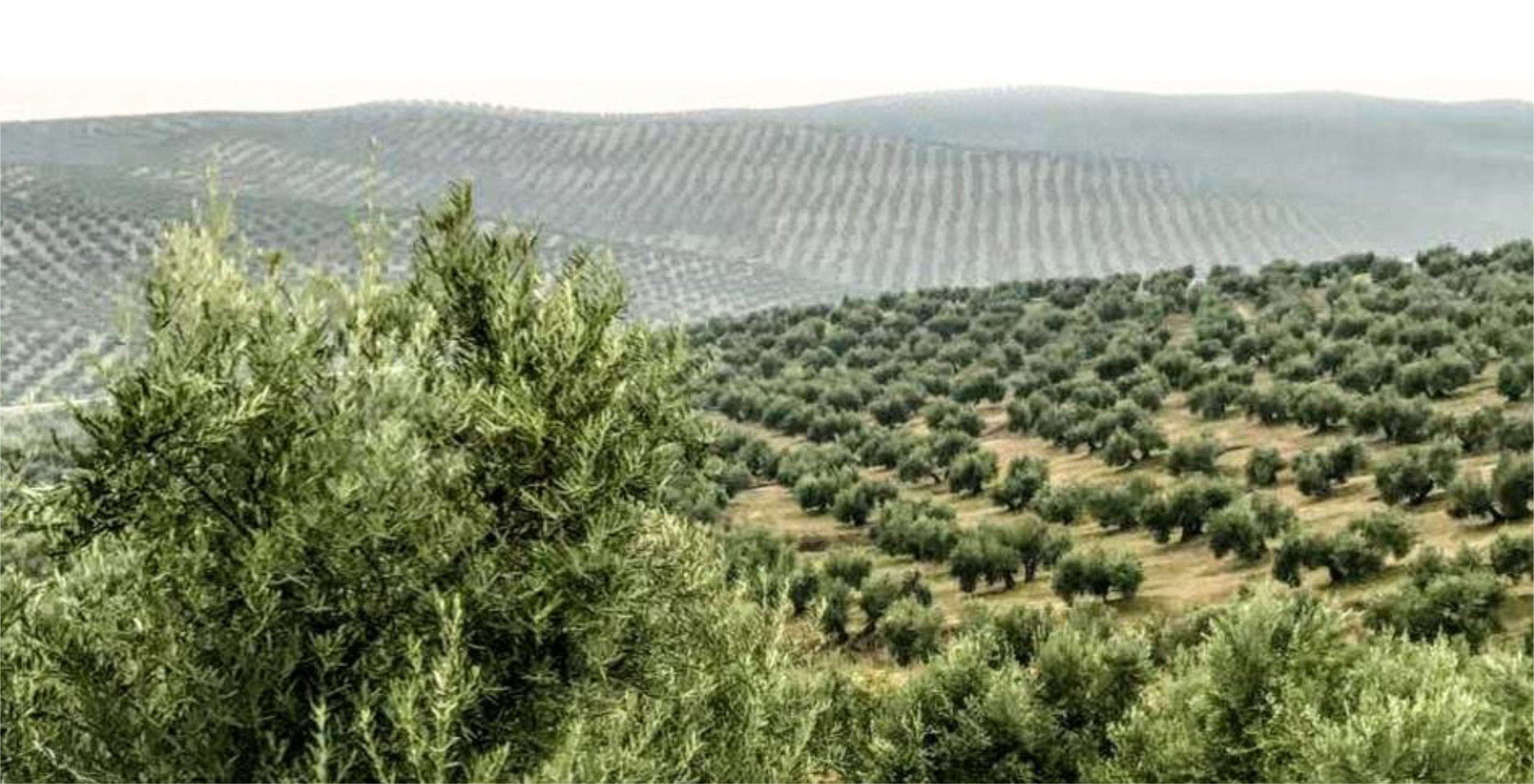 Olivar de la campiña cordobesa de la propiedad.