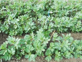 Miluma apuesta por la conservación de legumbres locales ecológicas