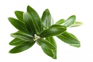 Té de olivo, una delicia para los hindúes
