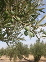 La nueva campaña de aceite de oliva está a punto de comenzar